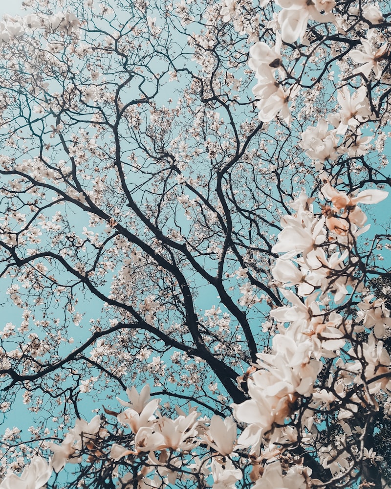 Pink cherry blossoms on a branch