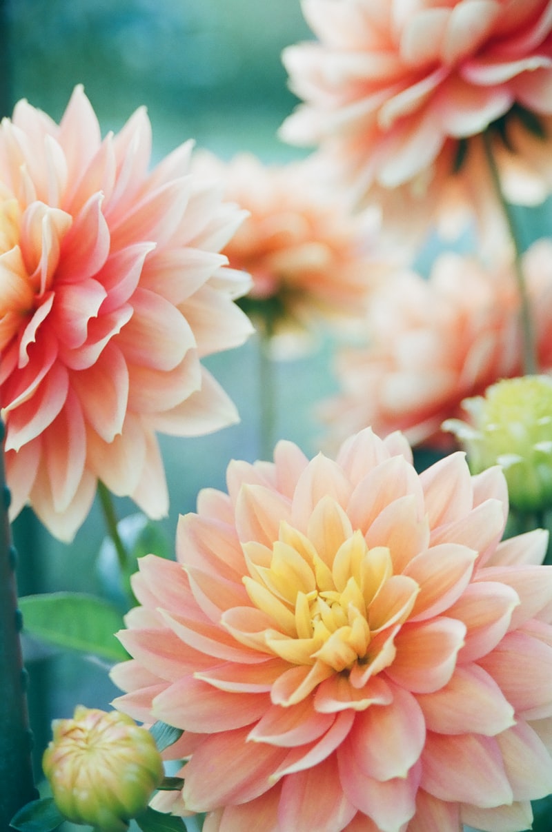Pink dahlia flowers in bloom
